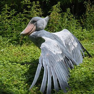 Shoebill (Balaeniceps rex), 2022-06-28