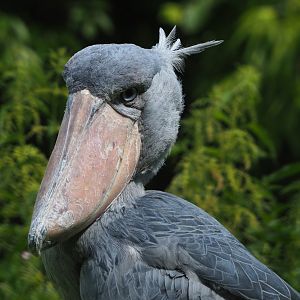 Shoebill (Balaeniceps rex), 2022-06-28