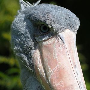 Shoebill (Balaeniceps rex), 2022-06-28