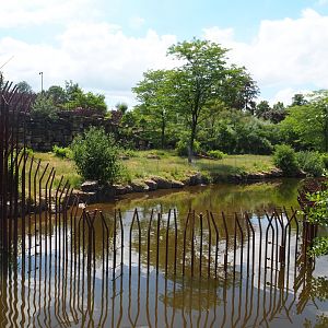 African lion exhibit, 2022-06-28