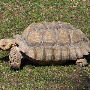 African spurred tortoise (Centrochelys sulcata), 2022-06-28