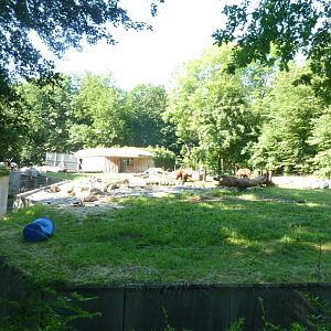 Brown bear enclosure