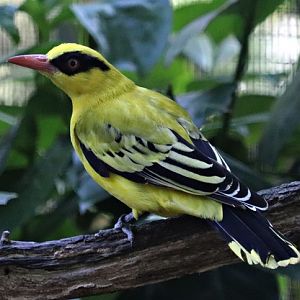 African golden oriole (Oriolus auratus)