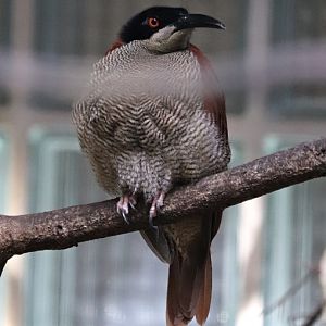 Twelve-wired bird-of-paradise (Seleucidis melanoleucus)