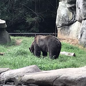 NC Zoo: Grizzly Bear 'Ronan'