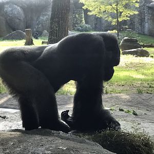 NC Zoo: 'Mosuba'