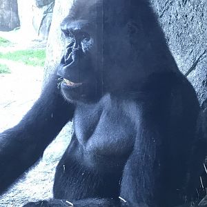 NC Zoo: Lowland Gorilla