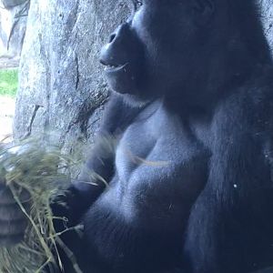 NC Zoo: Lowland Gorilla