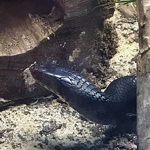 NC Zoo: Eastern Indigo Snake