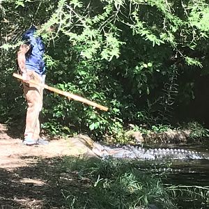 NC Zoo: Alligator Feeding