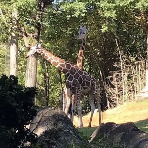 NC Zoo: Giraffes 'Jack' and 'Turbo' Necking
