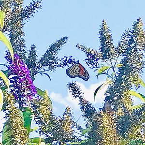 North Carolina - Monarch Butterfly