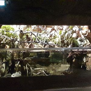 Mixed species enclosure