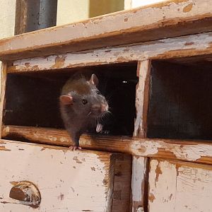 Black rat (Rattus rattus)