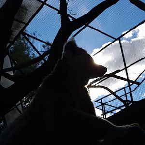 Ring-tailed lemur silhouette (Lemur catta)
