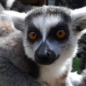 Ring-tailed lemur (Lemur catta)