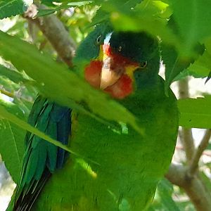 Swift parrot (Lathamus discolor)
