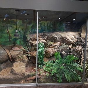 Common adder terrarium