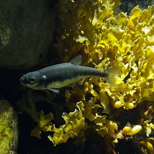 Eurasian minnow (Phoxinus phoxinus)