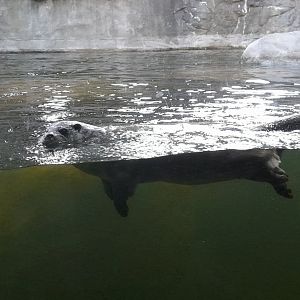 Eurasian otter (Lutra lutra)
