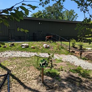Okapi and part of the habitat