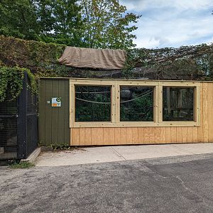 Trumpeter Hornbill viewing renovations