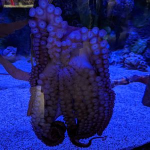 Giant Pacific Octopus at the Greensboro Science Center