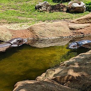 Both Pygmy Hippos together!