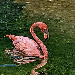 Caribbean Flamingo at the Greensboro Science Center