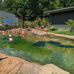 Caribbean Flamingo exhibit