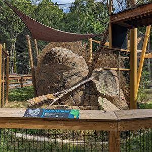 Completed Black-footed Cat outdoor habitat