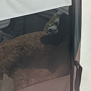 Red Panda baby "Ravi" at the Greensboro Science Center
