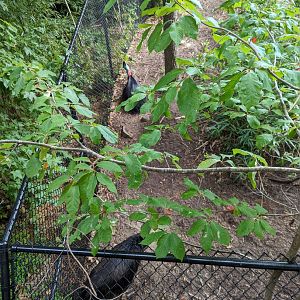 Both Southern Cassowaries together
