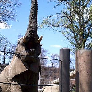 African Bush Elephant