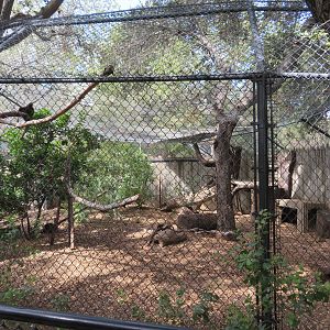 Red-tailed Hawk Exhibit