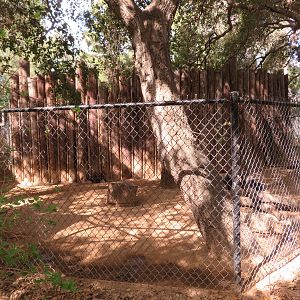 Collared Peccary Exhibit