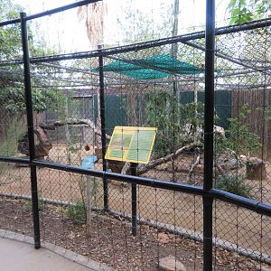 Serval Exhibit