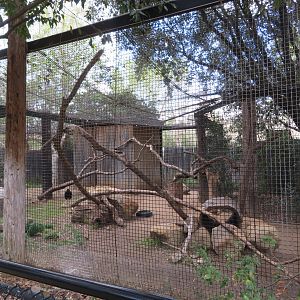 Porcupine/Vulture Exhibit