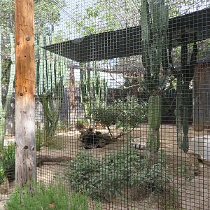 San Joaquin Kit Fox Exhibit