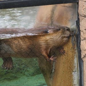 American Beaver
