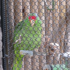 Red-crowned Parrot