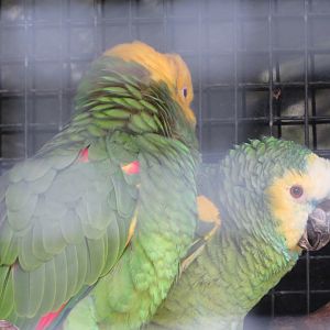 Yellow-headed and Blue-fronted Amazons