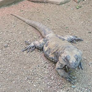 Chuckwalla