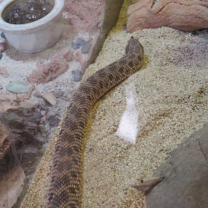 Western Hognose Snake