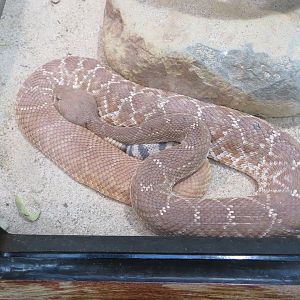 Red Diamond Rattlesnake