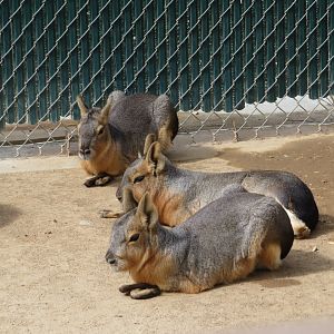 Patagonian Maras