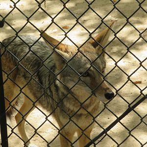 Coyote