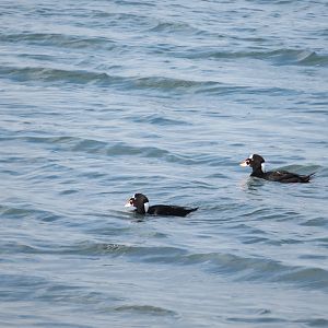 Surf Scoters