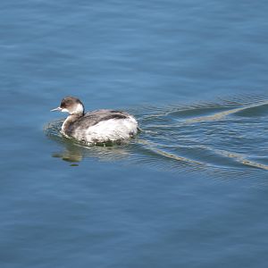 Eared Grebe