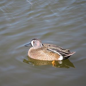 Blue-winged Teal